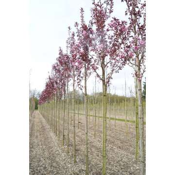 Prunus serrulata'Royal Burgundy'