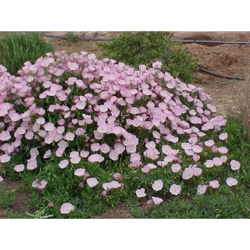 Oenothera speciosa'Siskyou'