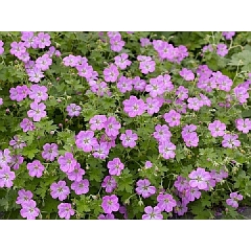 Geranium renardii'Tcschelda'