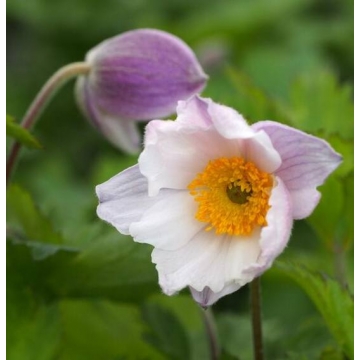 Anemone rupicola'Ruffled Swan'