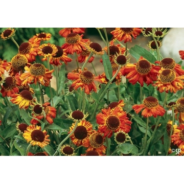 Helenium'Moerheim Beauty'