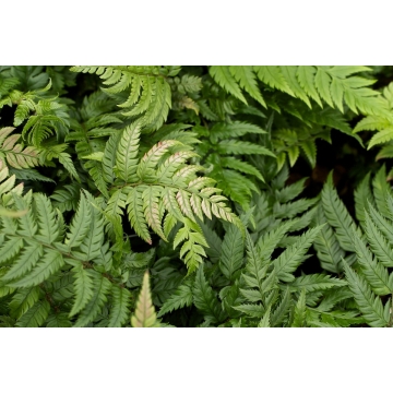 Polystichum rigens