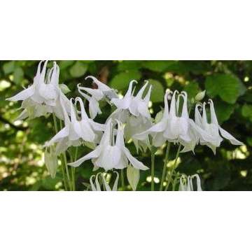 Aquilegia vulgaris'Nivea'