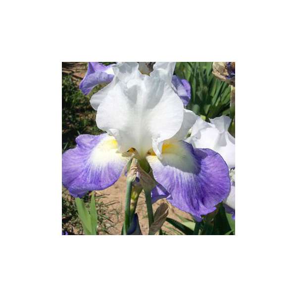 Iris germanica'Mission Ridge'