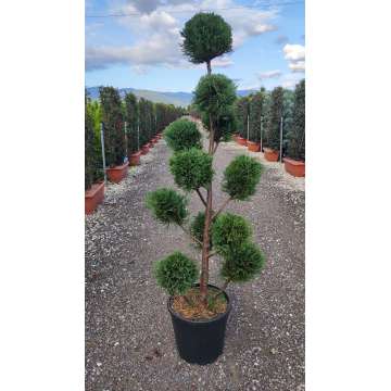 Cupressocyparis leylandii'Caslewellan gold' pon pon