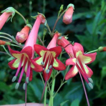 Phygelius rects'African Queen'