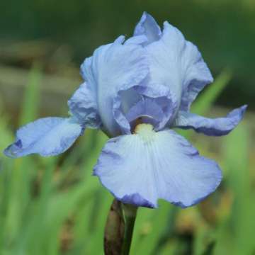 Iris germanica'Springtime Madonna'