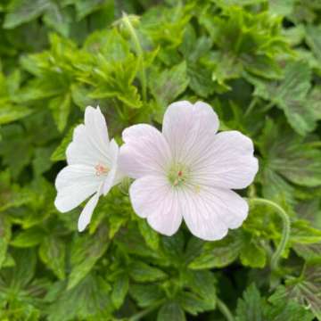 Geranium oxonianum'Maurice Moka'