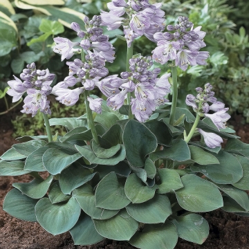 Hosta'Blue Mouse Ears'