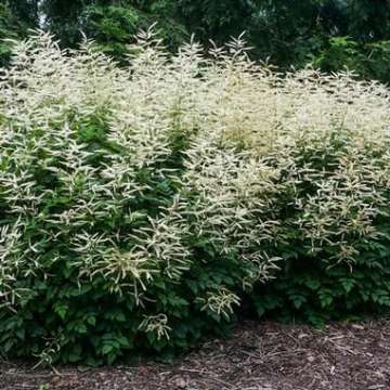 Aruncus'Misty Lace'