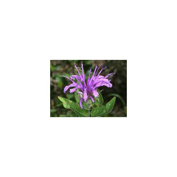 Monarda fistulosa menthifolia