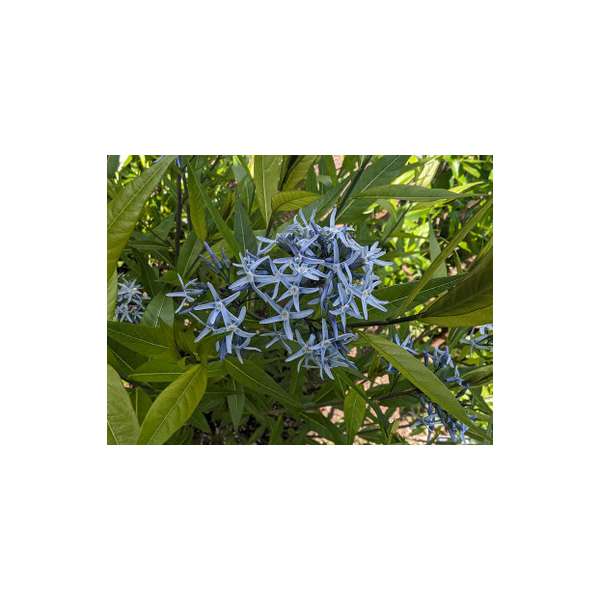 Amsonia orientalis