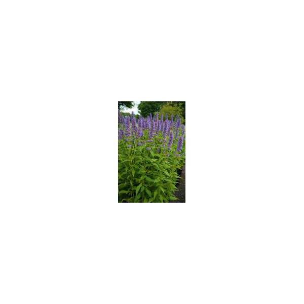 Agastache'Blue Fortune'