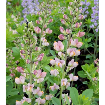 Baptisia'Pink Truffles'