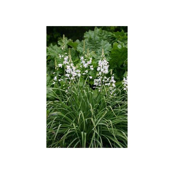 Anthericum liliago'Major'