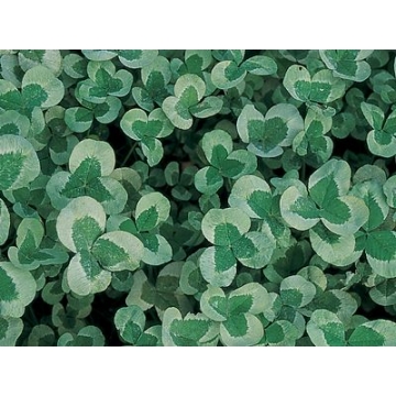 Trifolium repens'Green Ice'