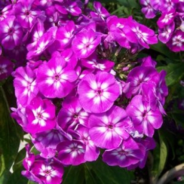 Phlox paniculata'Laura'