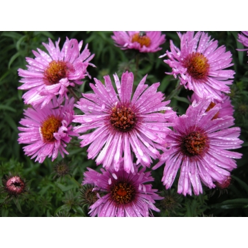 Aster novae-angliae'Barr's Pink'