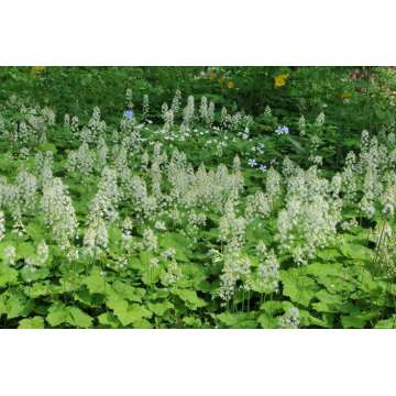 Tiarella cordifolia