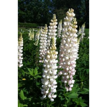 Lupinus'Gallery White'