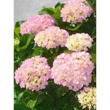 Hydrangea macrophylla'Forever and Ever Pink
