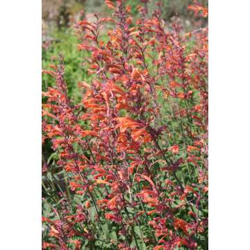 Agastache'Firebird'