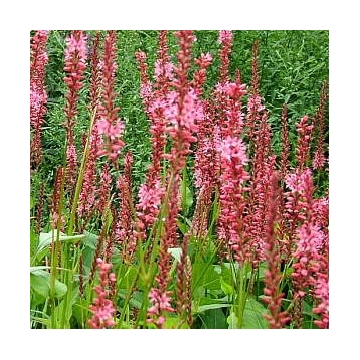 Persicaria amplexicaulis'Orangefield'