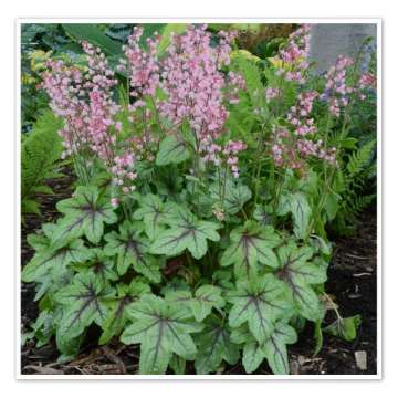 Heucherella'Pink Fizz'