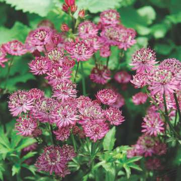 Astrantia major'Rosensinfonie'