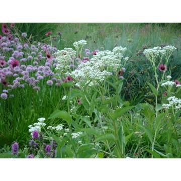 Parthenium integrifolium