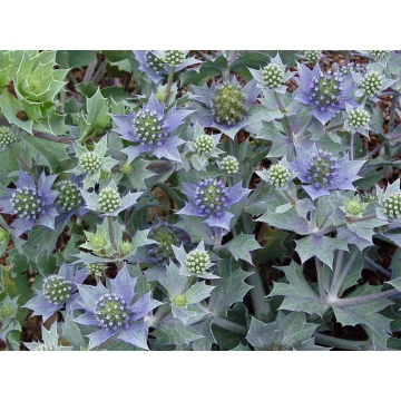 Eryngium maritimum