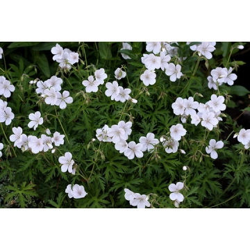 Geranium clarkei'Kashmir White'