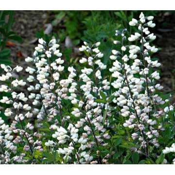 Baptisia australis'Alba'