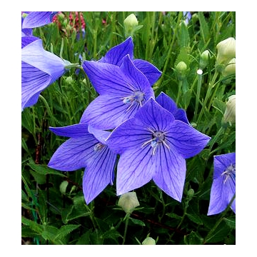 Platycodon grandiflorus'Mariesii'