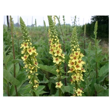 Verbascum nigrum