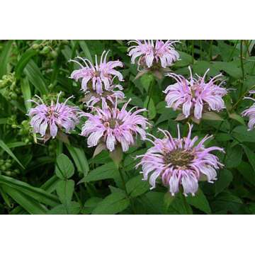 Monarda bradburiana