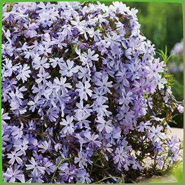 Phlox subulata'Oakington Blue Eyes'