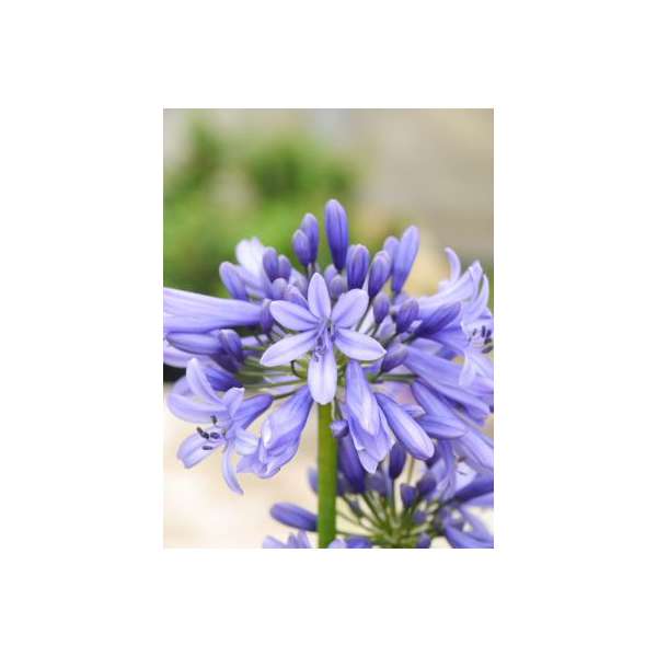 Agapanthus'Pretty Heidi'