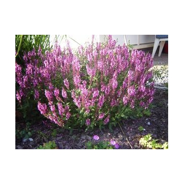 Salvia nemerosa'Pink Friesland'