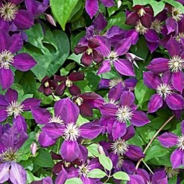 Clematis'Mikelite'