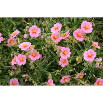 Helianthemum hybride'Wisley Primerose''