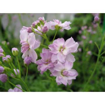 Cardamine pratensis'Plena'