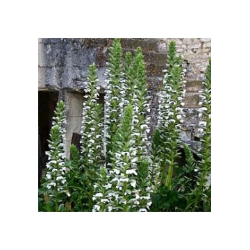 Acanthus mollis'Rue Ledan'