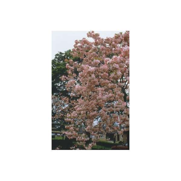 Prunus serrulata'Hokusai'