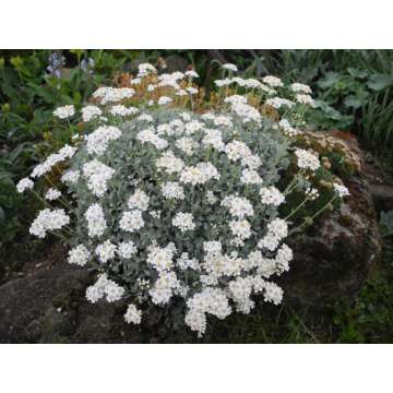 Achillea umbellata