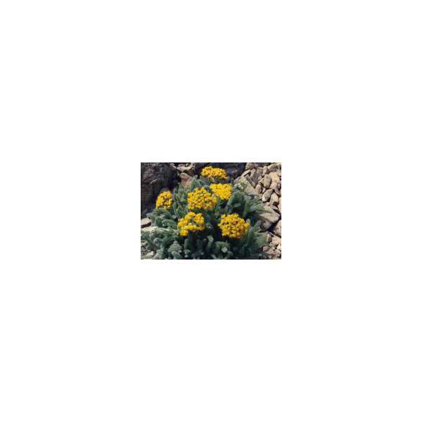 Achillea tomentosa'Aurea'