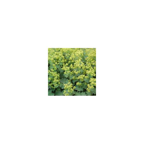 Alchemilla mollis