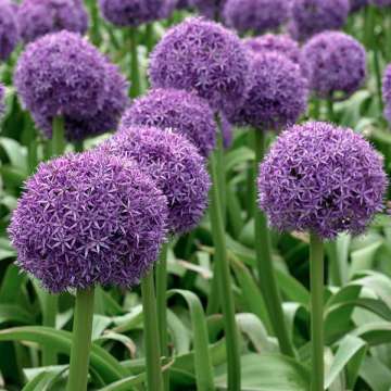 Allium'Globemaster'