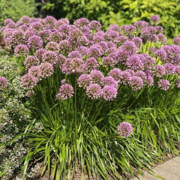 Allium'Summer Beauty'