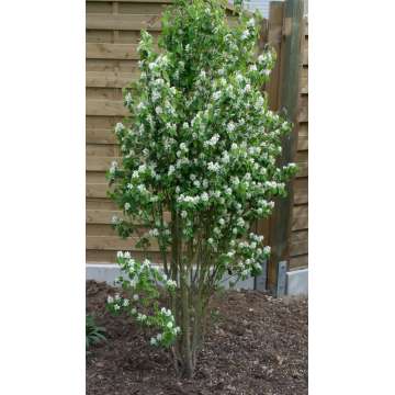 Amelanchier alnifolia'Obelisk'